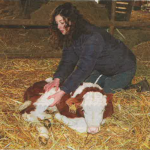 Ostéopathie bovine (veau)