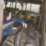 Ostéopathie Bovine