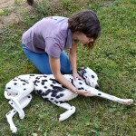 ostéopathe canin