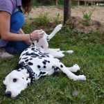 ostéopathie canine